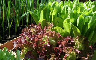 Protecting your precious crops:  cloches and tunnels