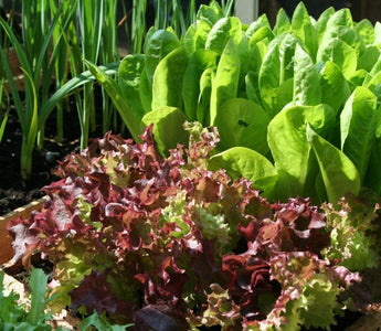 Protecting your precious crops:  cloches and tunnels