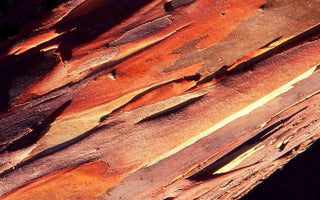 Barking up the right tree; beautiful bark: tone, texture and temptation