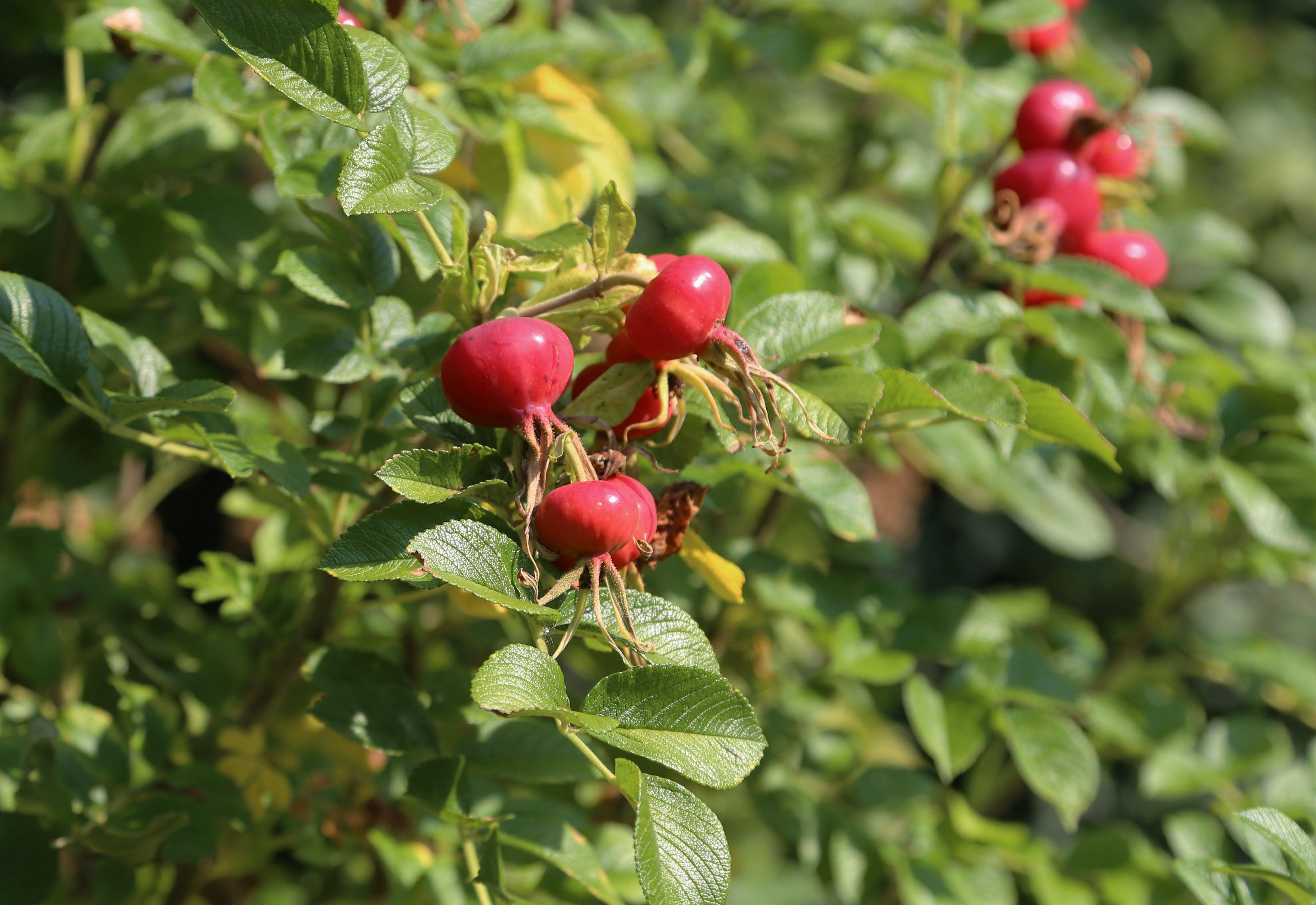 Resilient Roses