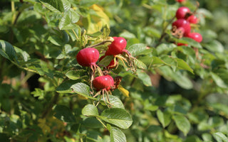 Resilient Roses