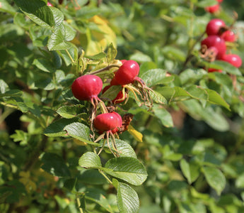 Resilient Roses