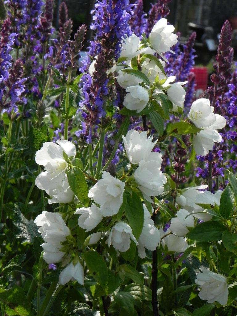 Scents of Summer: Fragrant flowers for the summer garden
