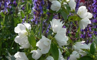 Scents of Summer: Fragrant flowers for the summer garden