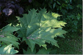 Big Leaves: bold foliage
