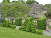 Topiary at Bourton House.  A Trimmed-to-perfection Masterpiece