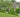 Topiary at Bourton House.  A Trimmed-to-perfection Masterpiece