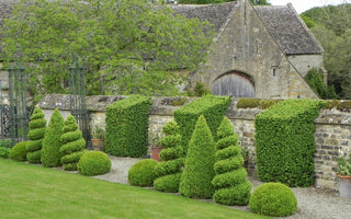 Topiary at Bourton House.  A Trimmed-to-perfection Masterpiece