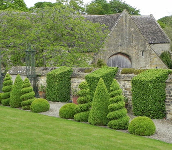 Topiary at Bourton House.  A Trimmed-to-perfection Masterpiece