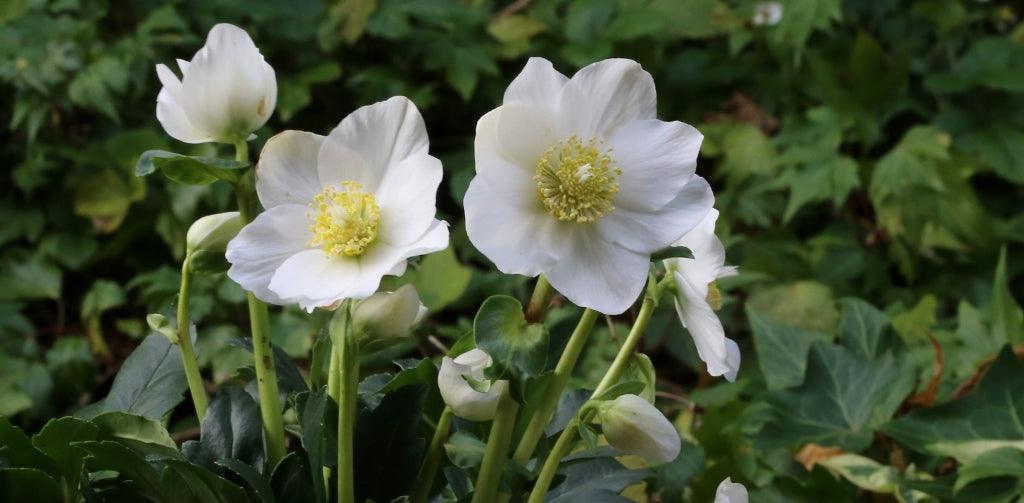 Pick of the holiday seasonal plants to decorate your home for Christmas