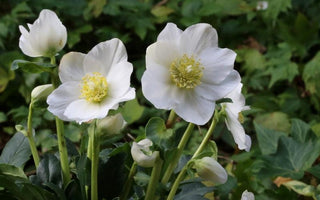 Pick of the holiday seasonal plants to decorate your home for Christmas