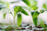 Discover the Joy of Online Gardening Courses to Make Your Garden Bloom