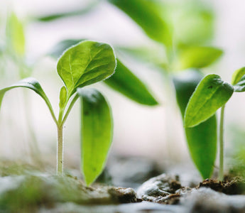 Discover the Joy of Online Gardening Courses to Make Your Garden Bloom