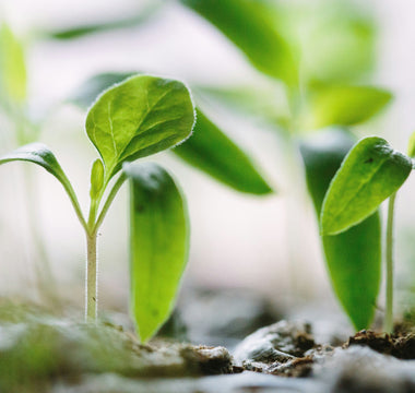 Discover the Joy of Online Gardening Courses to Make Your Garden Bloom