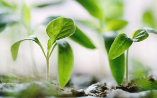 Discover the Joy of Online Gardening Courses to Make Your Garden Bloom