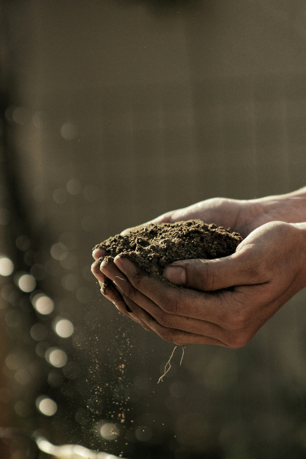 Cultivate Your Passion with Online Gardening Courses from Learning with Experts