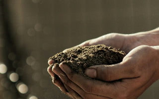 Cultivate Your Passion with Online Gardening Courses from Learning with Experts
