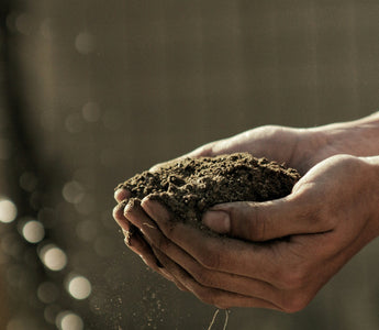 Cultivate Your Passion with Online Gardening Courses from Learning with Experts