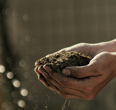 Cultivate Your Passion with Online Gardening Courses from Learning with Experts