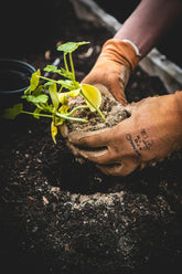 Discover the Best Online Gardening Courses by Learning with Experts and Cultivate Your Green Thumb