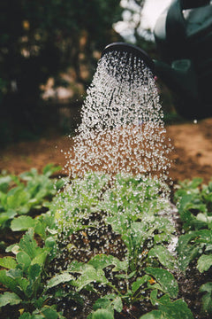 Cultivate Your Gardening Business Dream with an RHS Level 2 Online Course
