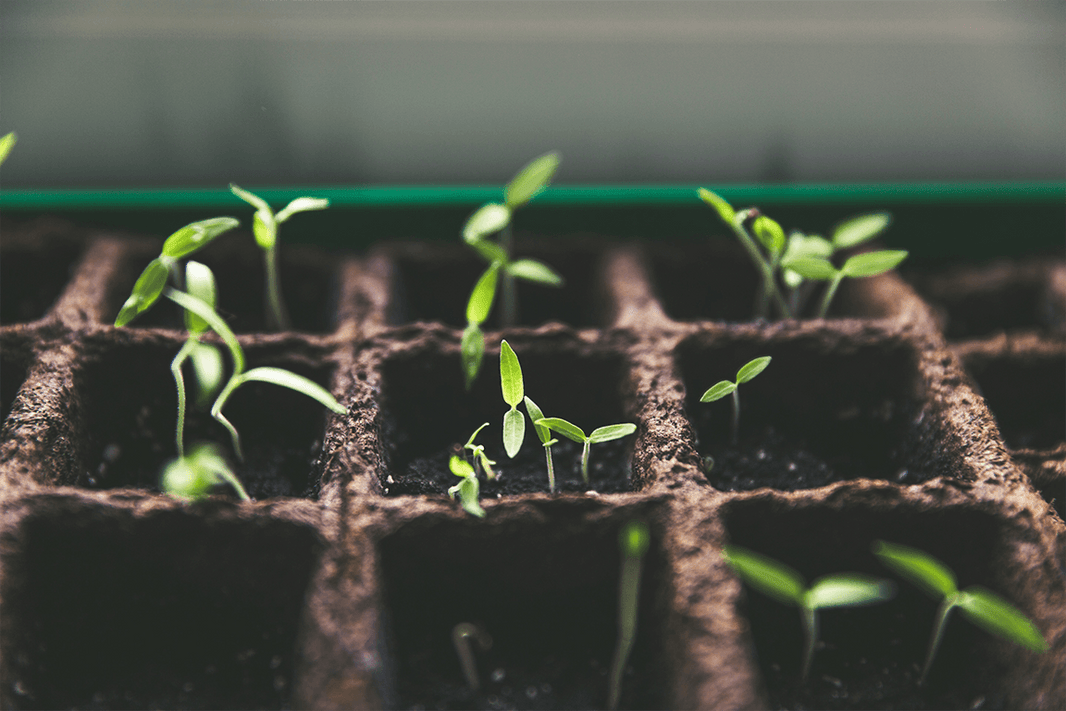 From Passion to Profession: How a Garden Design Diploma Can Transform Your Love of Gardening