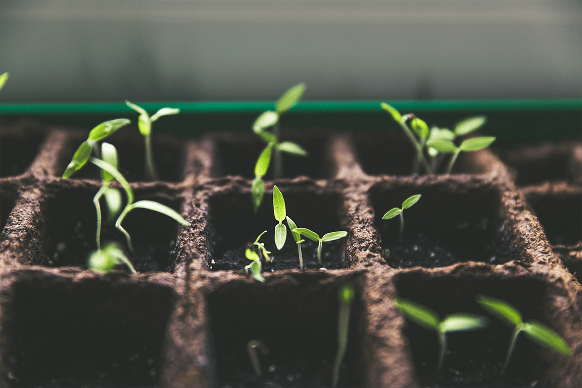 From Passion to Profession: How a Garden Design Diploma Can Transform Your Love of Gardening