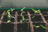 From Passion to Profession: How a Garden Design Diploma Can Transform Your Love of Gardening