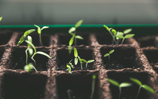 From Passion to Profession: How a Garden Design Diploma Can Transform Your Love of Gardening