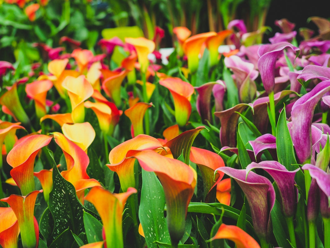 RHS Chelsea Flower Show Floral Design Highlights