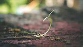 From Seed to Supper with our Online Gardening Courses