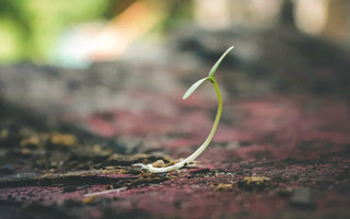 From Seed to Supper with our Online Gardening Courses