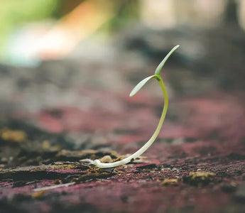 From Seed to Supper with our Online Gardening Courses