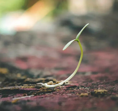 From Seed to Supper with our Online Gardening Courses