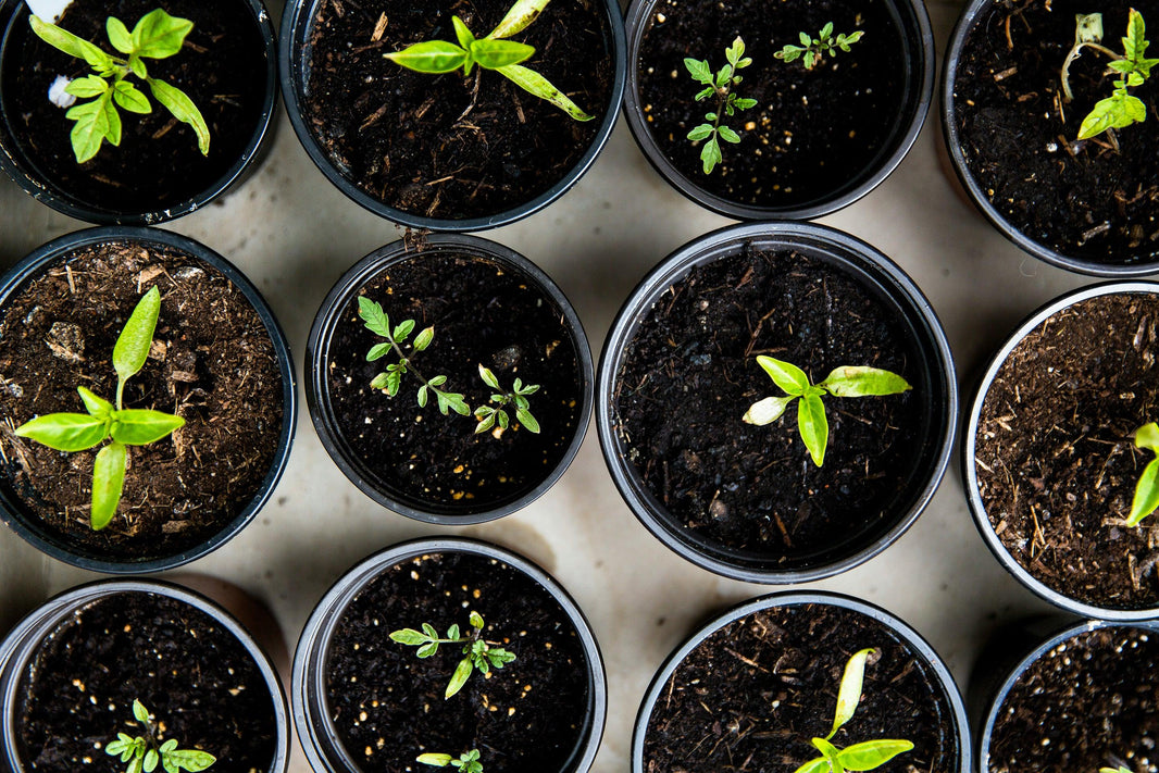 Boost Your Gardening Knowledge with Expert-Led Online Horticultural Courses