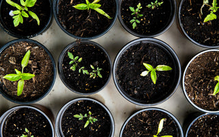 Boost Your Gardening Knowledge with Expert-Led Online Horticultural Courses