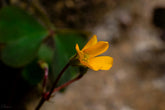 Discover Hidden Worlds with the Art of Macro Photography with Learning with Experts