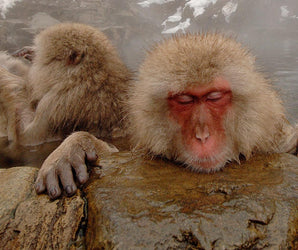 Wildlife Photography