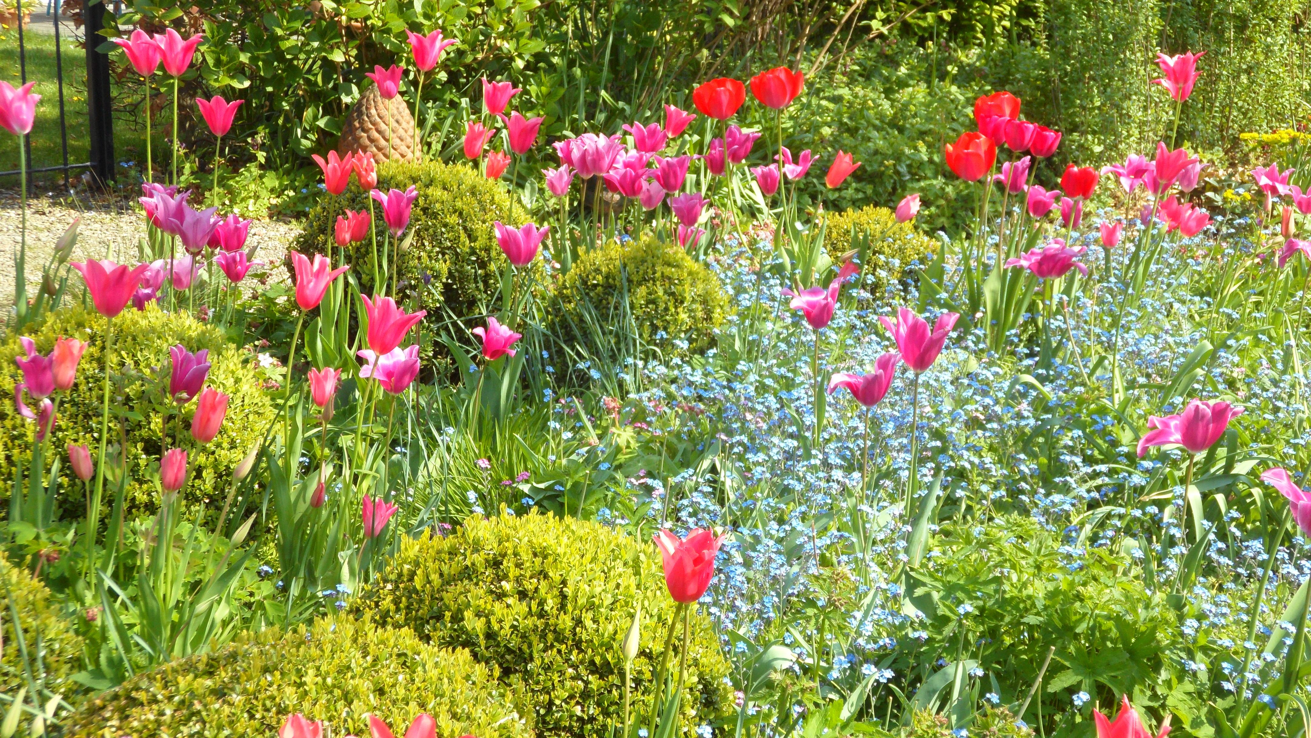 Spring Flowering Bulbs with Perennials