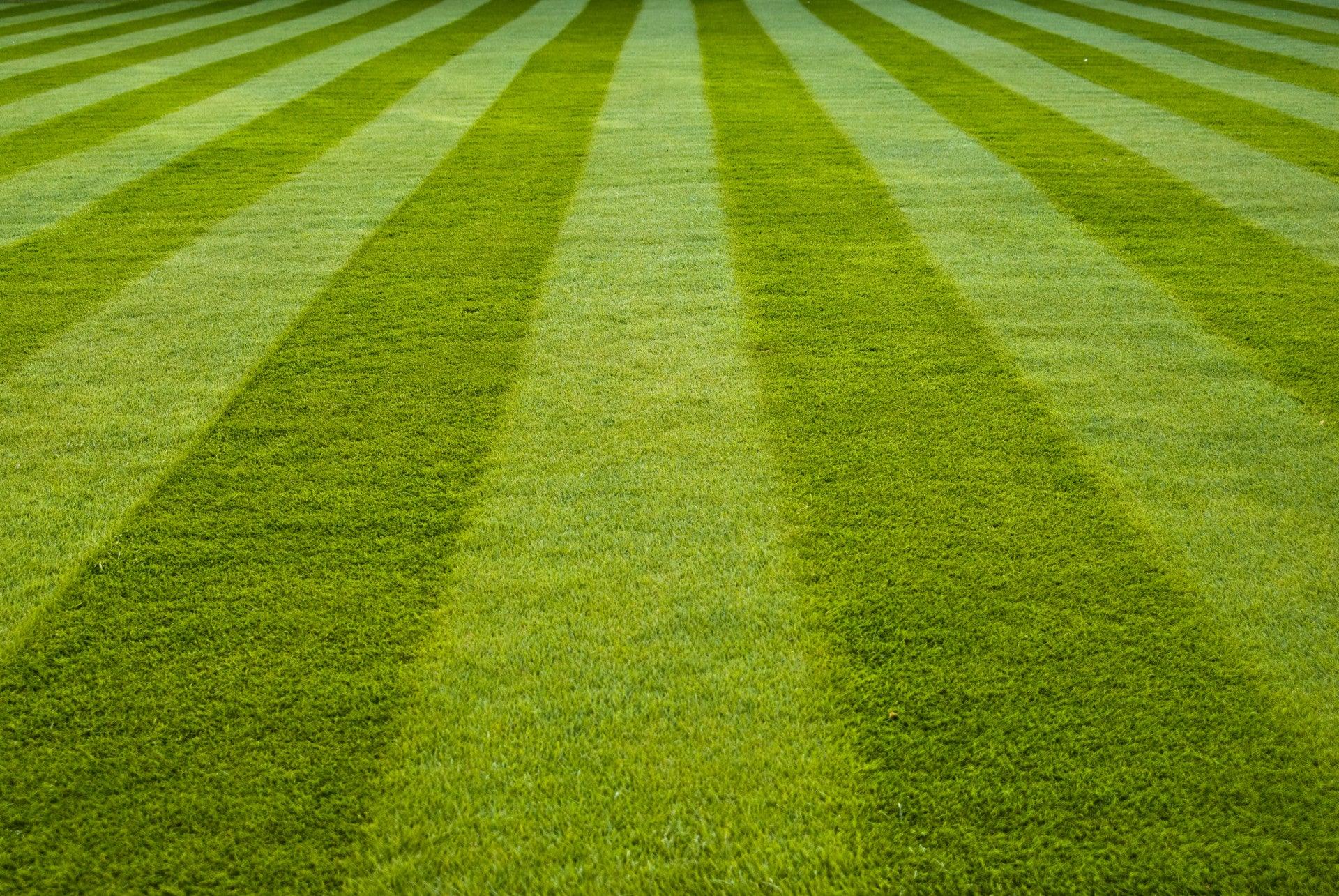 The Lawn Expert