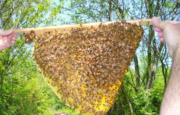 Natural Beekeeping