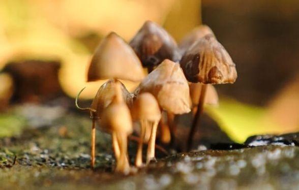 Foraging