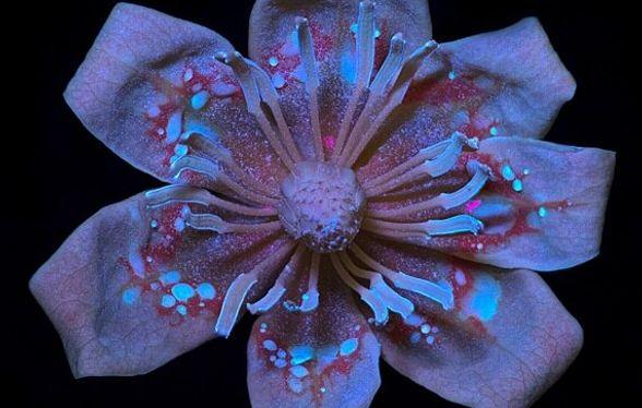 Macro Photography Course