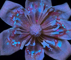 Macro Photography Course