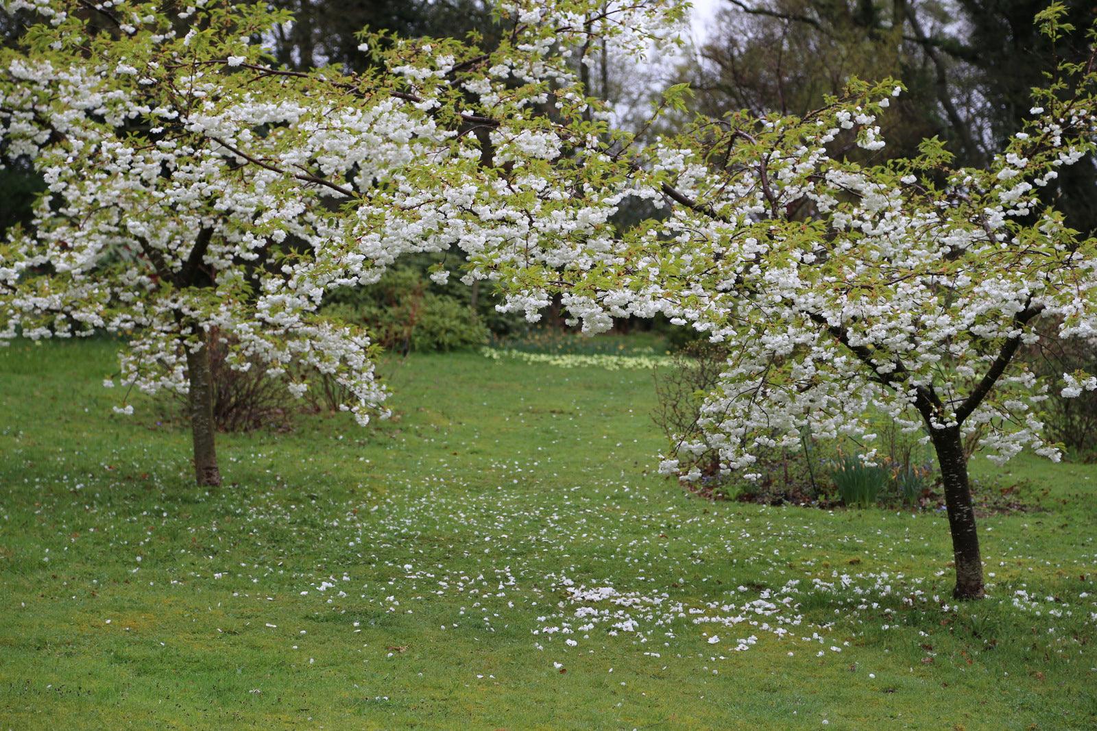 Trees