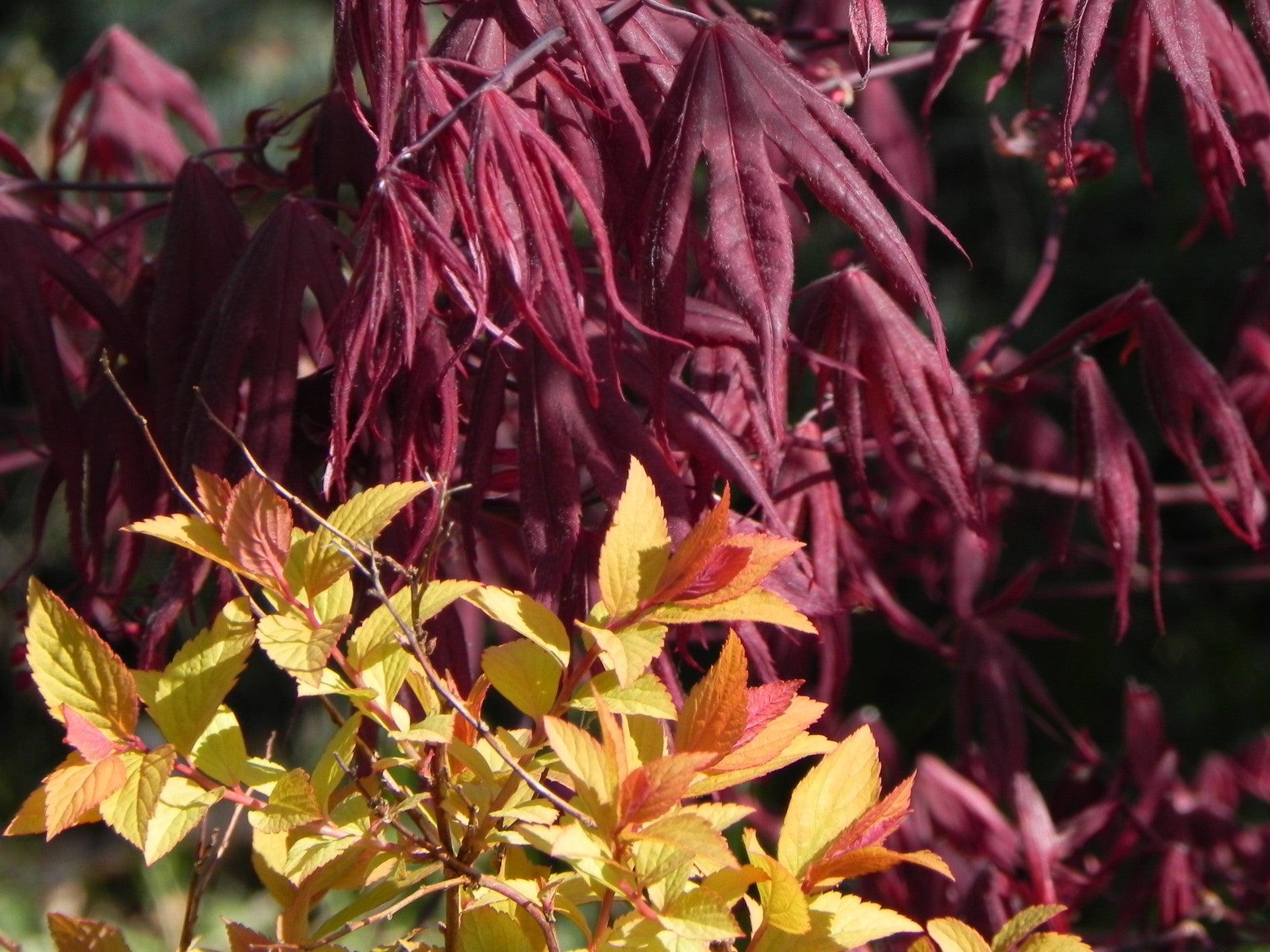 Shrubs
