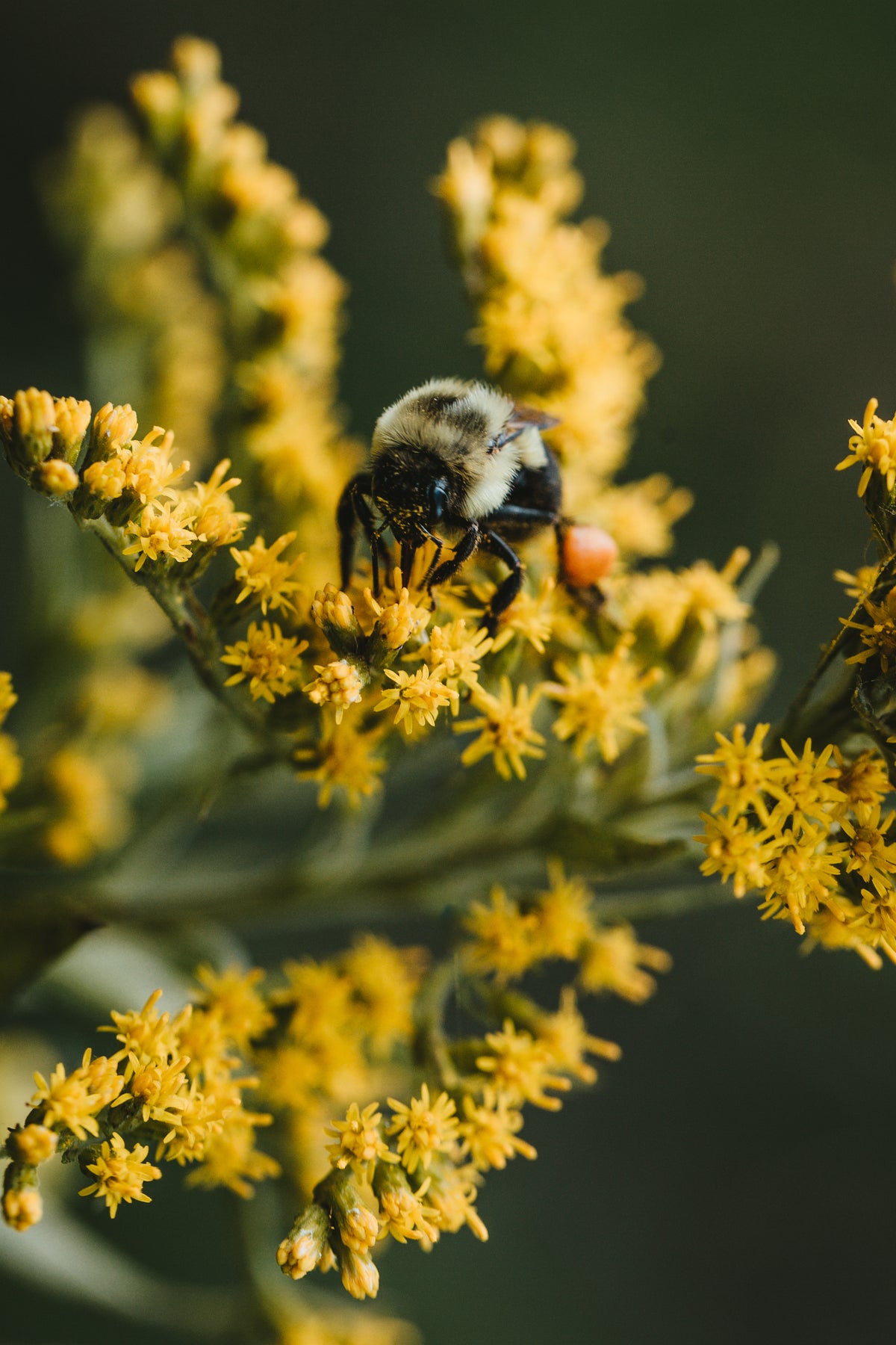 Bee on yellow flower