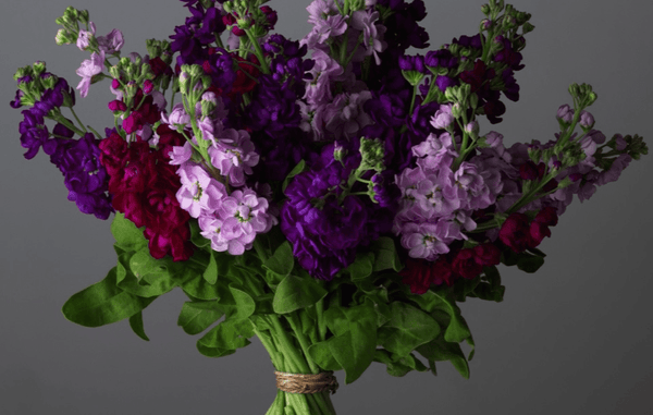 Flower Arranging Online Course with Paula Pryke – Learning with