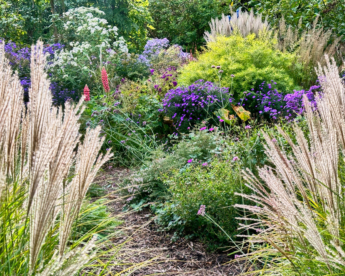 Gardening Grasses