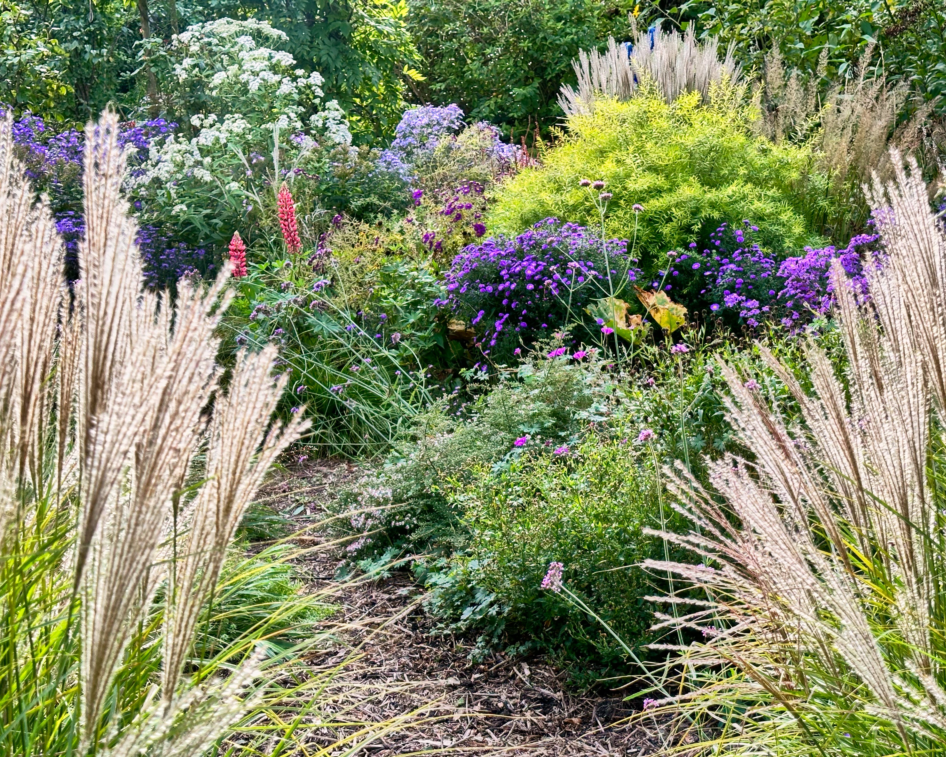 Gardening with Grasses
